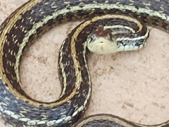 Thamnophis eques