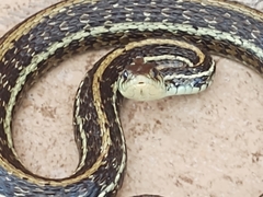 Thamnophis eques