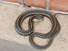 Thamnophis eques