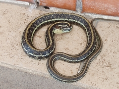 Thamnophis eques