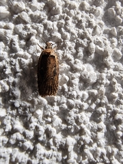 Agonopterix perezi