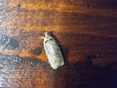 Agonopterix perezi