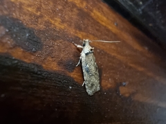 Agonopterix perezi