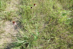 Echinacea angustifolia
