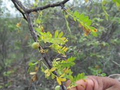 Bursera aptera