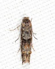 Mompha solomoni