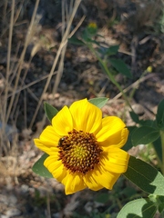 Helianthus bolanderi