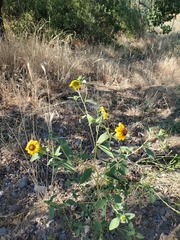 Helianthus bolanderi