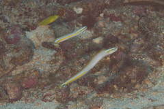 Gunnellichthys curiosus