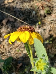 Helianthus bolanderi