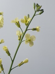 Brassica oleracea italica