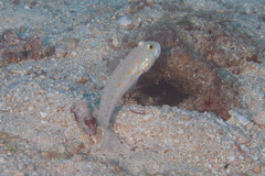 Valenciennea puellaris