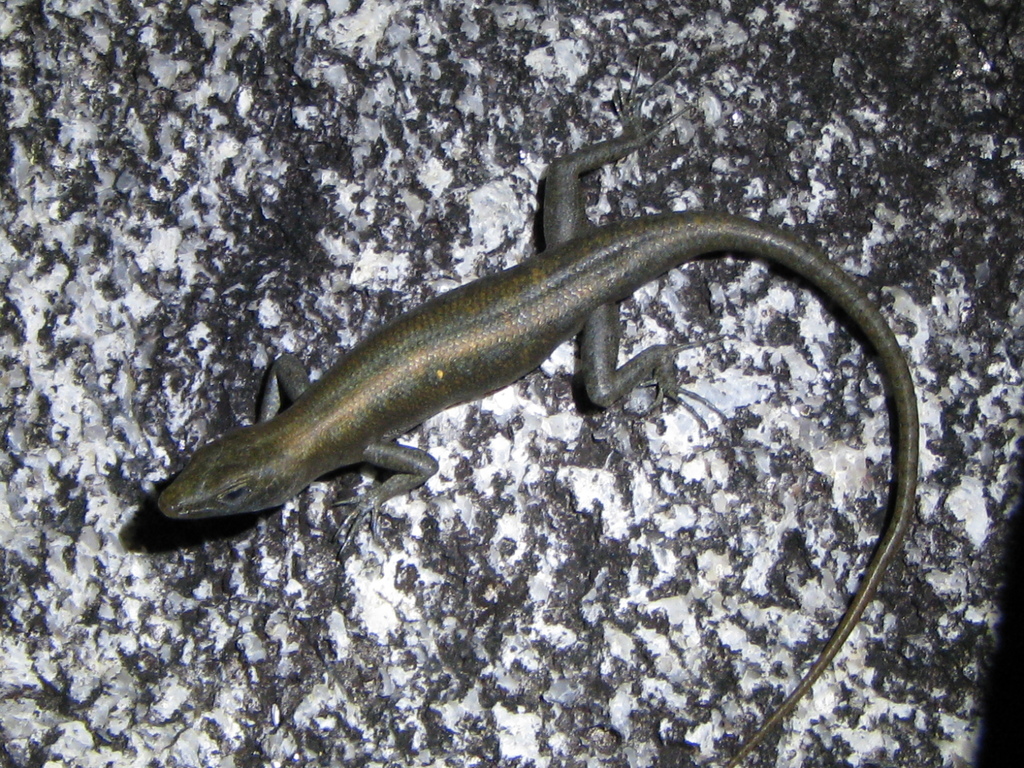 Coen Rainbow-Skink
