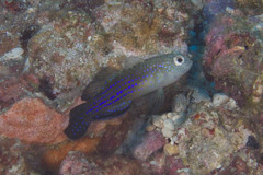 Asterropteryx ensifera