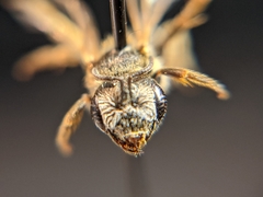 Halictidae