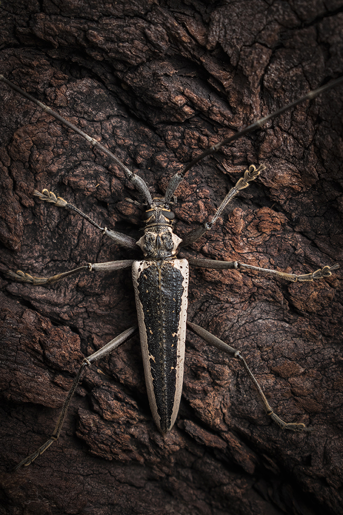 Disteniazteca fimbriata