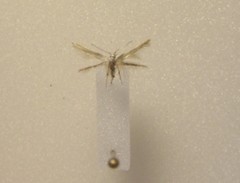 Stathmopoda horticola