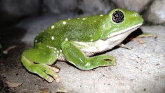 Agalychnis dacnicolor