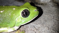 Agalychnis dacnicolor