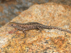 Liburnascincus mundivensis