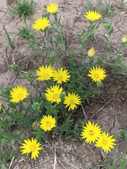 Xanthisma texanum drummondii