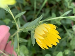 Xanthisma texanum drummondii