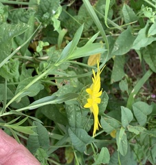 Xanthisma texanum drummondii