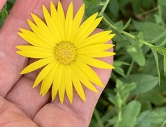 Xanthisma texanum drummondii