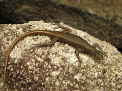 Black Mountain Rainbow-Skink photo 1