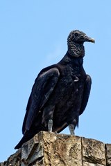 Coragyps atratus foetens