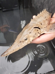 Acipenser fulvescens