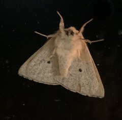 Cinommata bistrigata