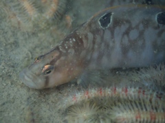 Pholis gunnellus