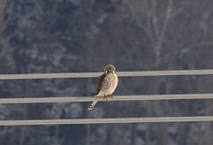 Falco sparverius sparverius