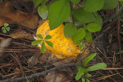 Cronartium conigenum