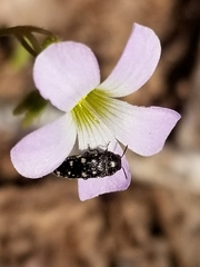 Acmaeodera tubulus