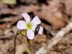 Acmaeodera tubulus