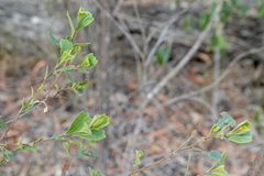 Dodonaea triangularis