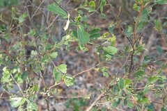 Dodonaea triangularis