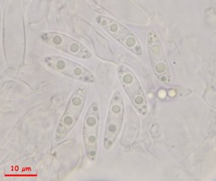 Phaeohelotium fulvidulum