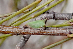 Sextius virescens