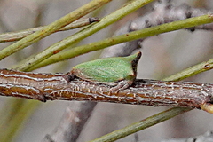 Sextius virescens