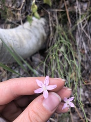 Stephanomeria tenuifolia