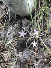Stephanomeria tenuifolia