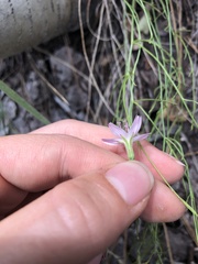 Stephanomeria tenuifolia