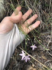 Stephanomeria tenuifolia