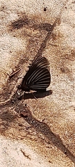 Lepidoptera