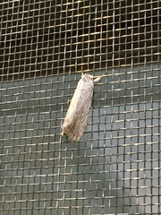 Catabena lineolata