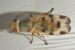 Melieria