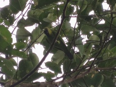 Chloropsis cyanopogon